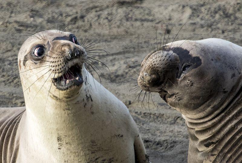 Cele Mai Haioase Poze Cu Animale Galerie Foto Libertatea