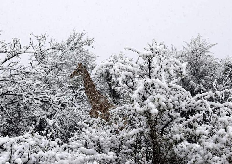 Imagini Cu Elefanți și Girafe In Zăpadă Surprinse In Africa De Sud