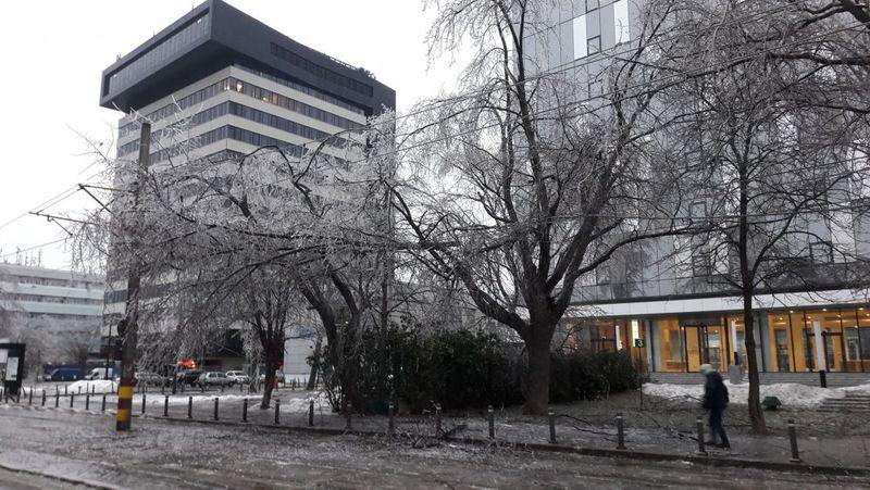 Vremea Face Ravagii Zeci De Copaci Doboraţi De Vant In Bucuresti