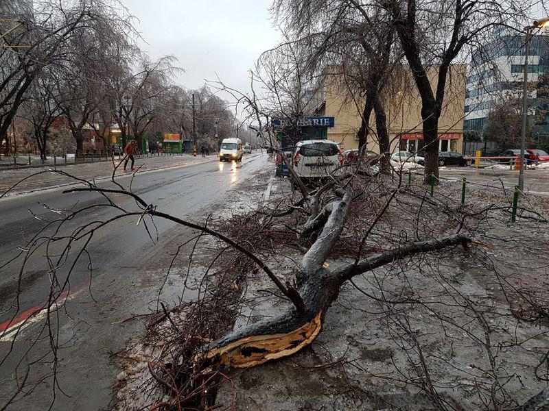 Vremea Face Ravagii Zeci De Copaci Doboraţi De Vant In Bucuresti