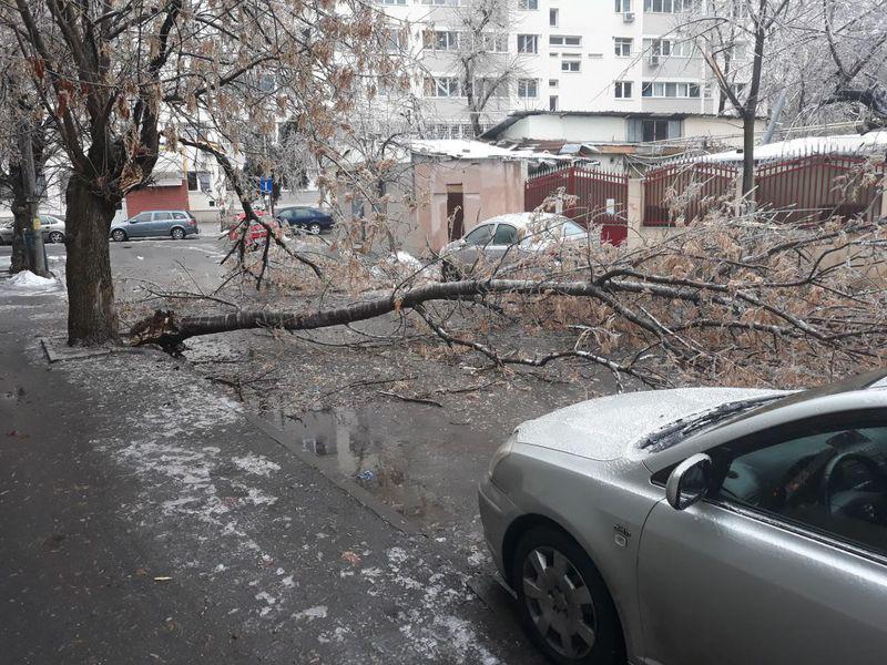 Vremea Face Ravagii Zeci De Copaci Doboraţi De Vant In Bucuresti