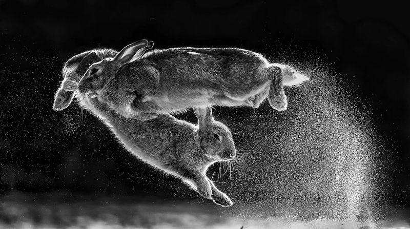Cele Mai Frumoase Fotografii Cu Animale Sălbatice Din 2019