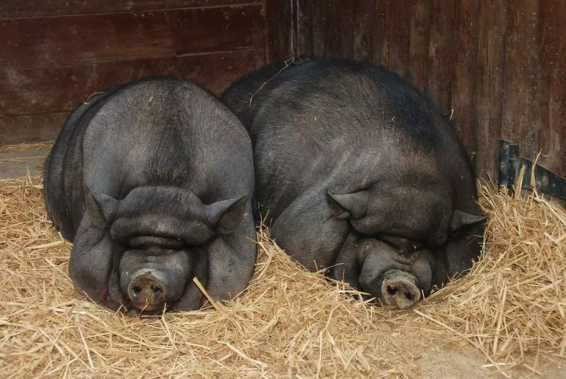 GrÄƒdina ZoologicÄƒ Din Brasov Scoate Animale La Vanzare Cat CostÄƒ Un Porc Vietnamez Libertatea