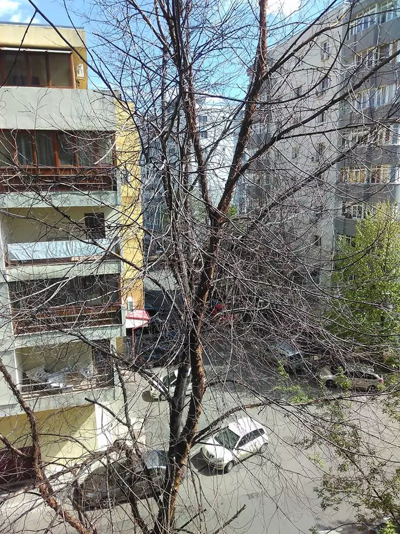 Cine Trebuie SÄƒ Taie Copacul Uscat Din FaÈ›a Blocului Libertatea