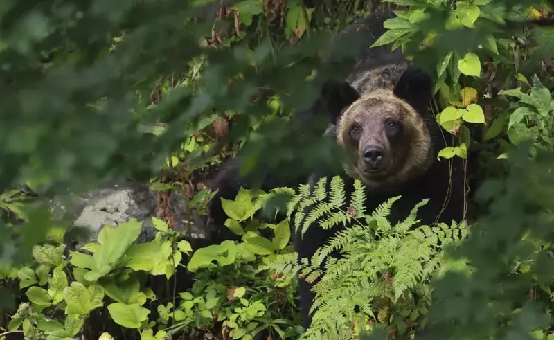 VIDEO Ministrul mediului vrea ca urșii care se apropie de așezările umane să fie împușcați, după ce o tânără a fost atacată în Bucegi