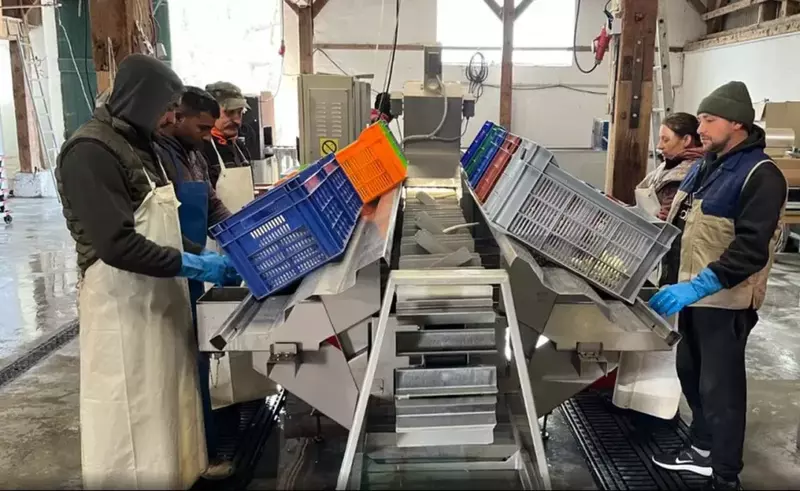 VIDEO Povestea românilor ajunși în Germania ca să câștige 2.161 de euro pe lună. Au plecat miercuri, vineri au început munca