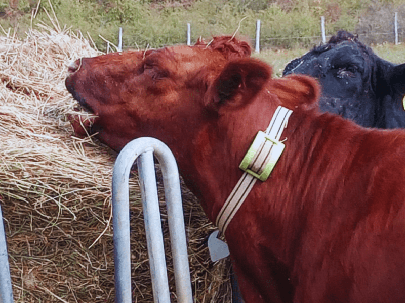 juinica-charisma-FOTO-prime-cuts.ro3size