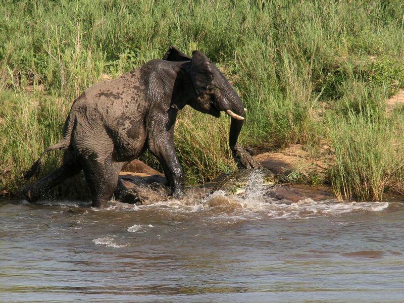 Luptă Pe Viaţă Si Pe Moarte Elefant Prins De Un Crocodil Foto Stiri Libertatea Libertatea