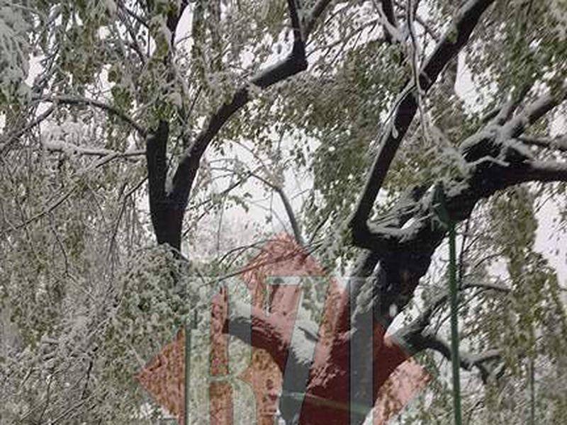 Teiul Lui Eminescu Din Parcul Copou A Fost Distrus De Ninsoare Viscolul A Făcut Ravagii In Iași Libertatea