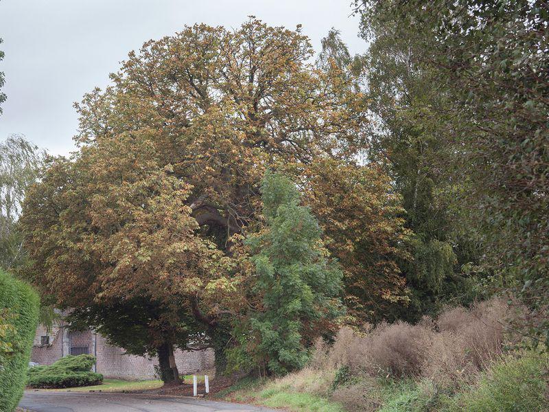 Bradul Secular De La Sibiu Candidează Pentru Titlul De Arborele Anului 2020 In Europa După 5 Zile De Votare Paznicul Cibinului Este Pe Locul 3 Află Cum Se Votează Stiri știri Romania Libertatea Libertatea