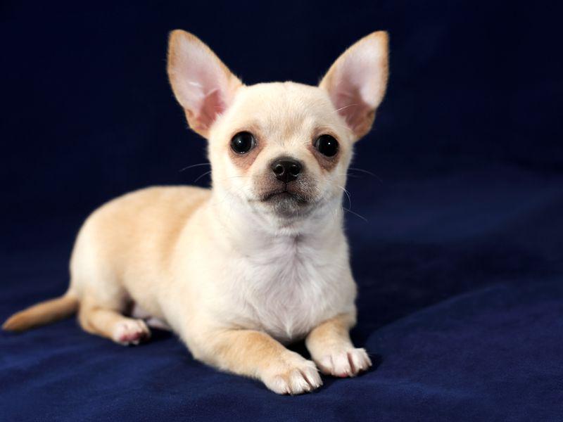 Chihuahua Ce Caracteristici Are Cel Mai Mic Caine Din Lume Libertatea