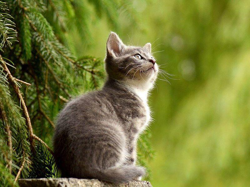 Ziua Internațională A Animalelor Pe 4 Octombrie Cum A Luat Naștere Ziua Tuturor Animalelor Cultură și Vacanțe Lifestyle Libertatea Libertatea