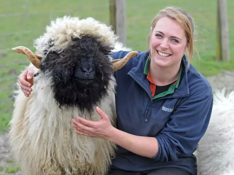 tk3s_sn_cute_sheep_2.jpg