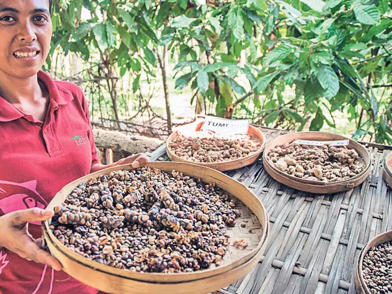 14-kopi-luwak.jpg