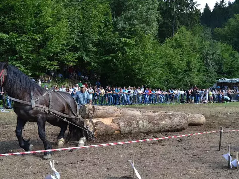 festivalul national ecvestru busteni