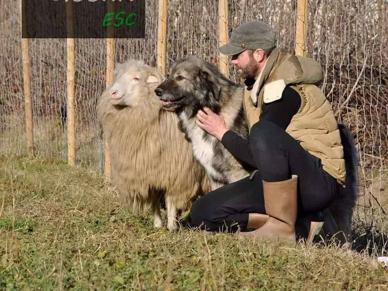 Pasionat de câinii ciobănești