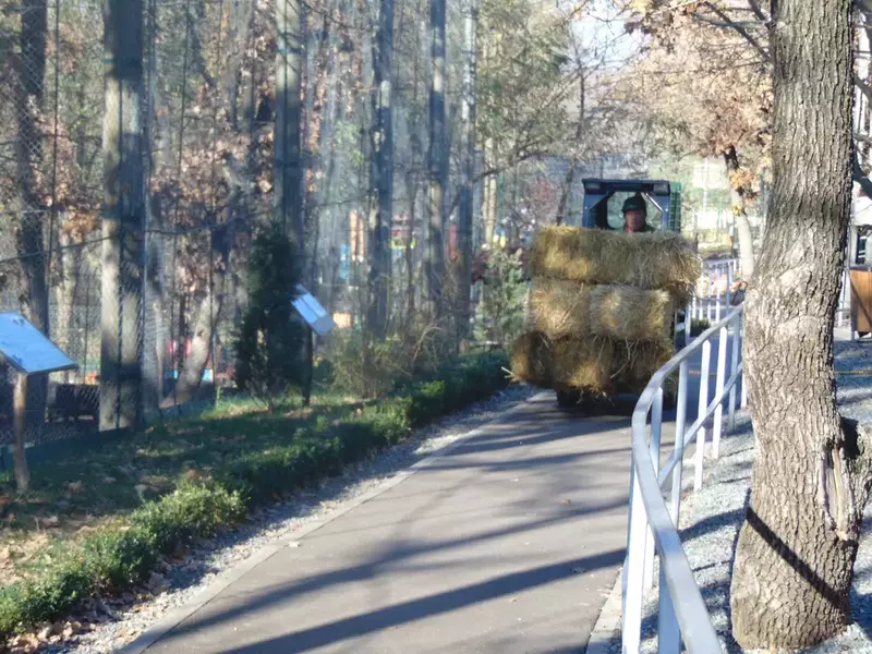 ara paie prin gradina zoo (36)