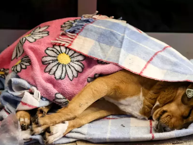 câinii maidanezi din Istanbul, acoperiți cu pături de localnici