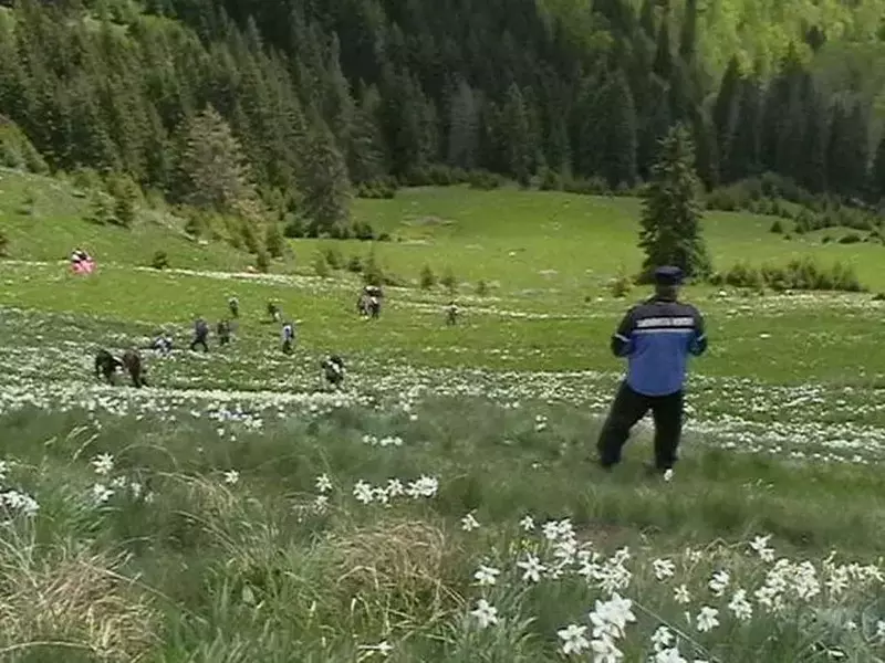 Poiana cu narcise din Bistrița-Năsăud (3)