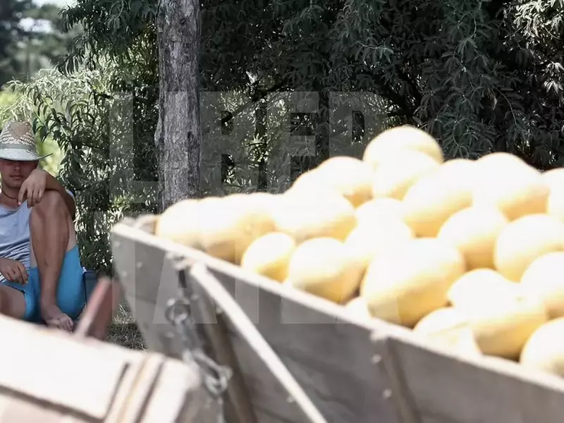 VIDEO EXCLUSIV / Drumul pepenilor de Dăbuleni. Prețurile cresc de 10 ori! Profitul se duce la samsari, iar fermierii rămân cu mirosul