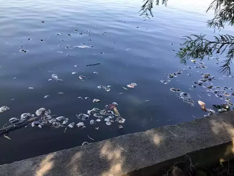 scoici moarte Herastrau2