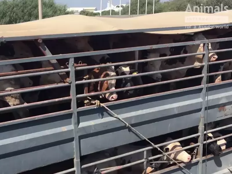 conditiile in care sunt transportate animalele din romania