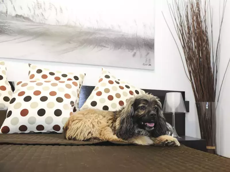 Hotel de lux pentru căței, în New York