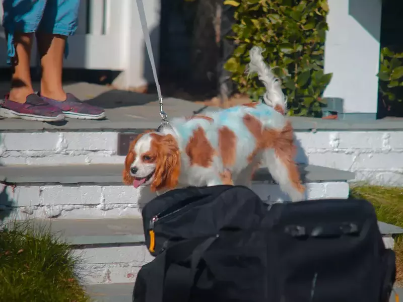 EXCLUSIVE: Selena Gomez dog Charlie gets spray painted blue