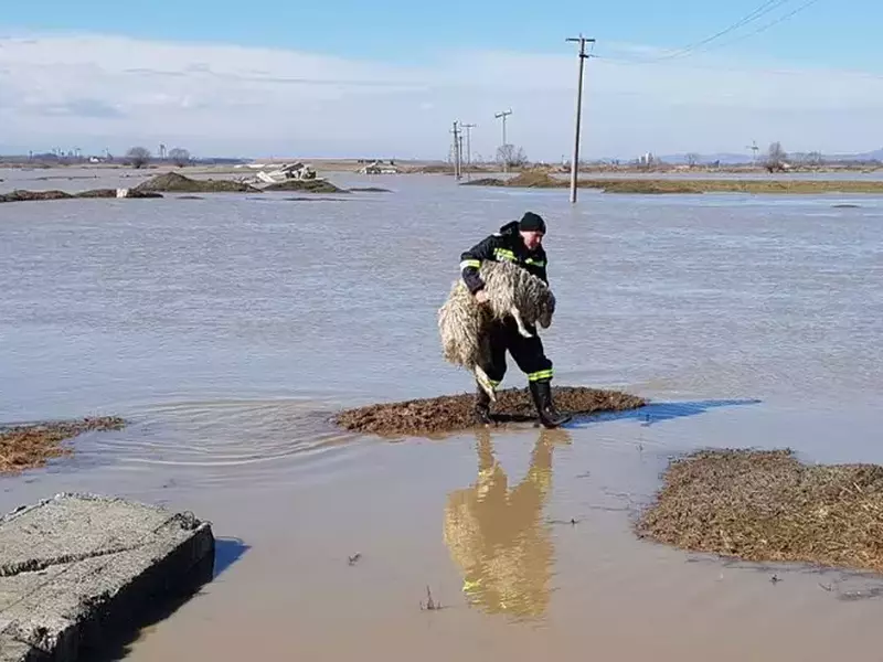 VIDEO. Operaţiunea de evacuare a 200 de oi, la Mândra, reluată de pompierii braşoveni