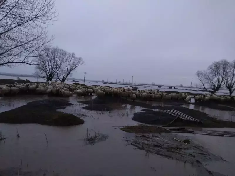 oi, izolate din cauza inundațiilor în Mândra, județul Brașov (2)