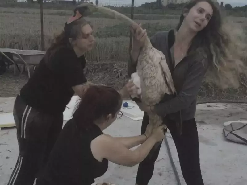 Cinci lebede au fost scoase dintr-o baltă de decantare de lângă Ploiești. Două dintre ele au murit după ce au înghițit combustibil/ VIDEO&FOTO