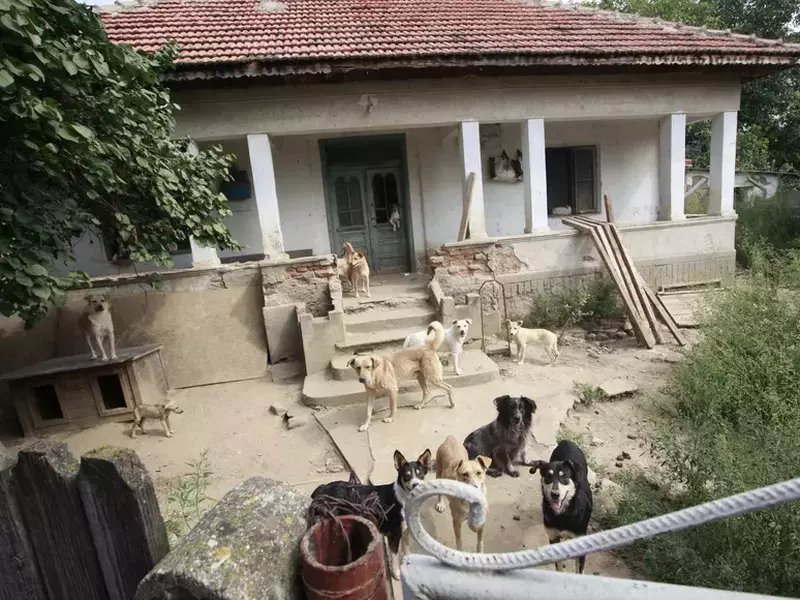 Românii care nu și-au microcipat câinii din casă sau bătătură în ultimii ani riscă o amendă cuprinsă între 2.000 și 5.000 de lei, a declarat pentru Libertatea, președintele Colegiul Medicilor Veterinari din România, Viorel Andronie.