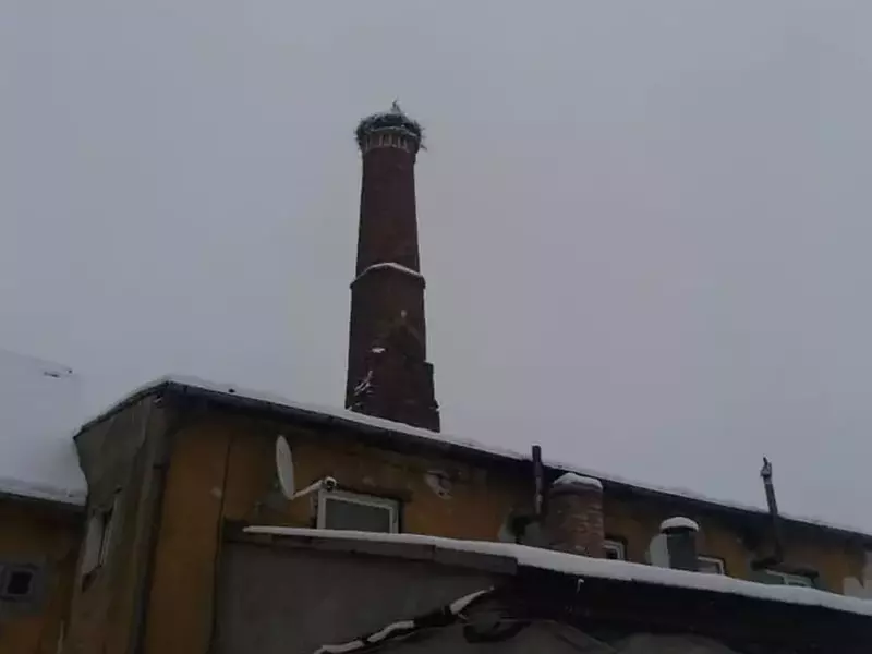 Barză prinsă de frig în Codlea