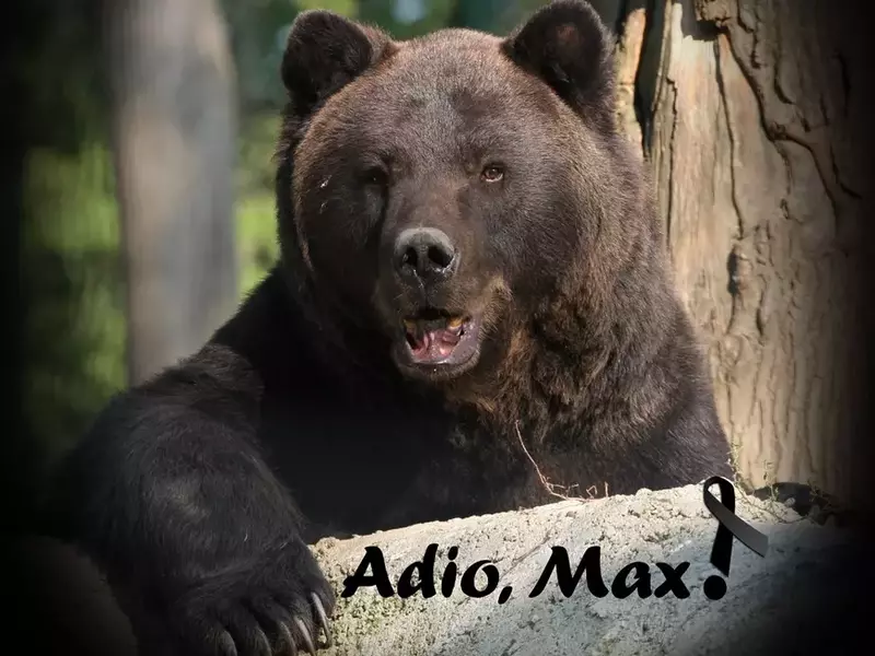 Ursul Max, pe vremea când era la rezervația din Zărnești