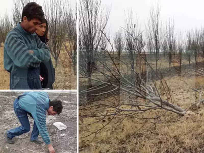 Nucii tăiați dintr-o livadă din județul Buzău și familia Grama, Gheorghe Grama fiind proprietarul livezii distruse