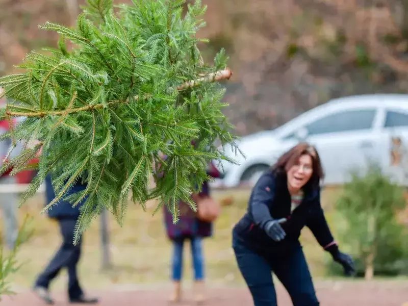 Christmas tree throwing in Germany
