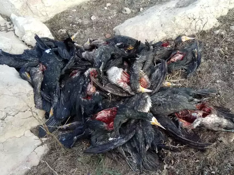 Cormorani morți pe malul Dunării, la Hârșova