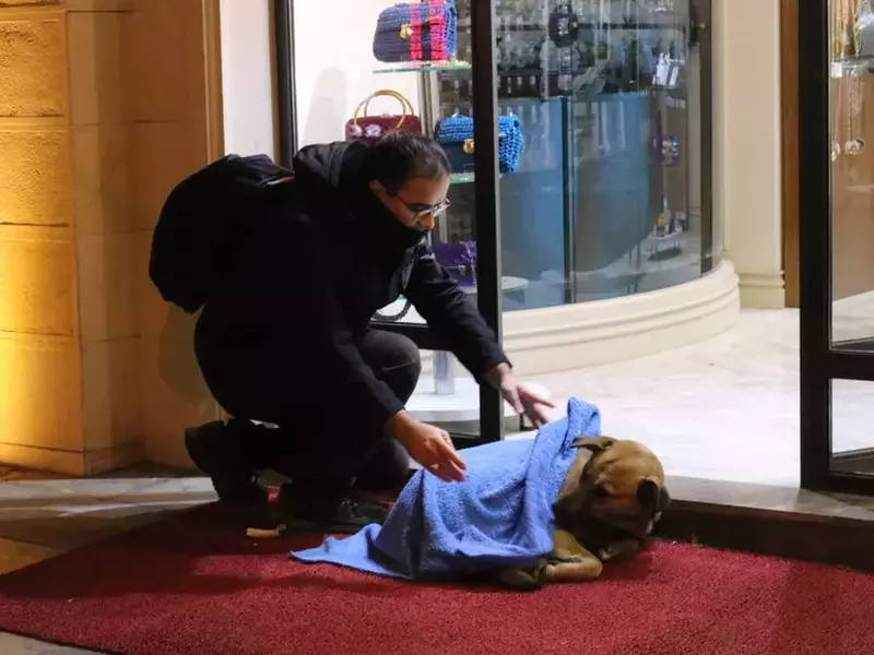 Stray animals on the streets are given blankets by volunteers