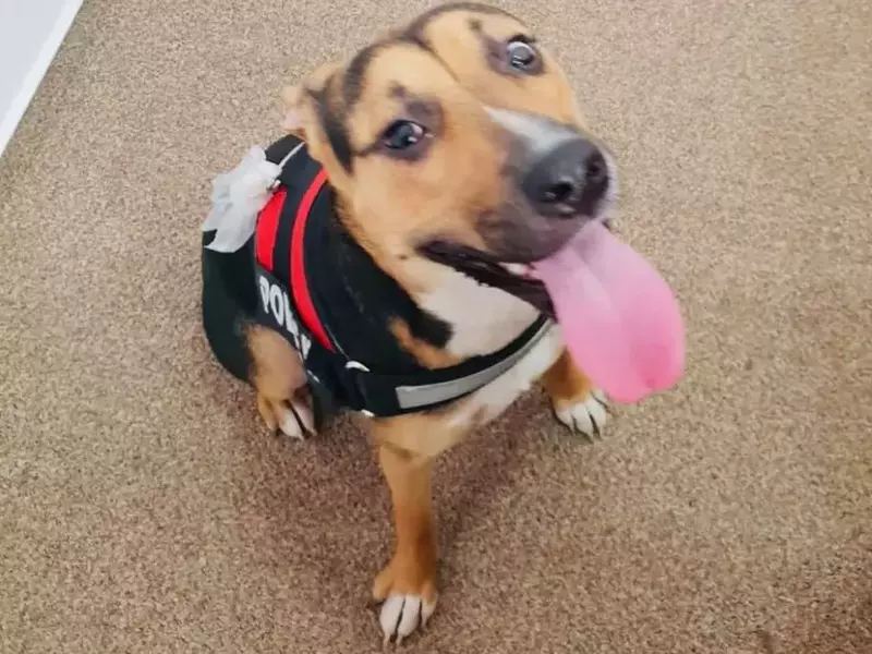 Se caută o nouă familie pentru cățelușa bătută de stăpână într-un tramvai din Capitală