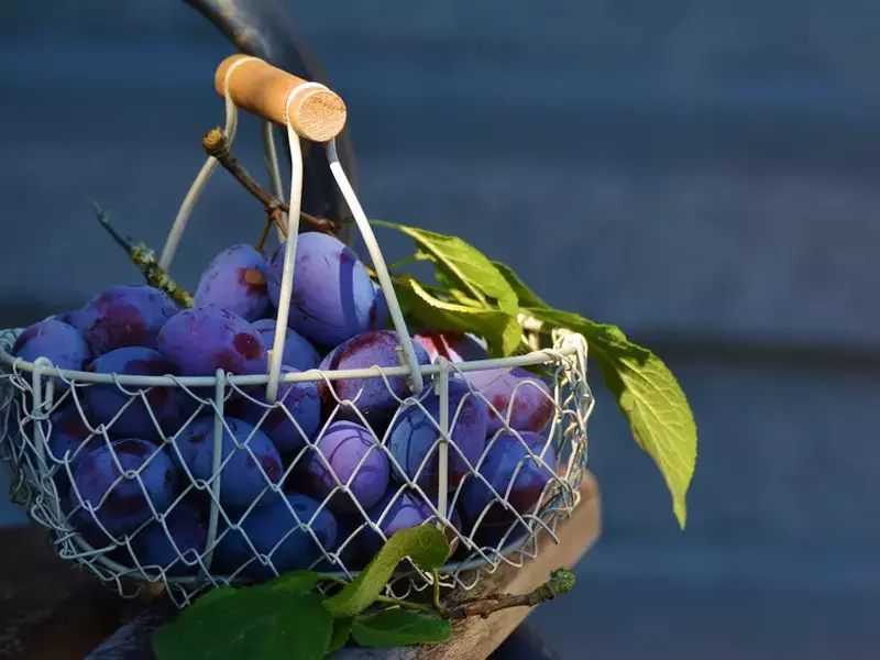 Prune - beneficii - coș cu prune