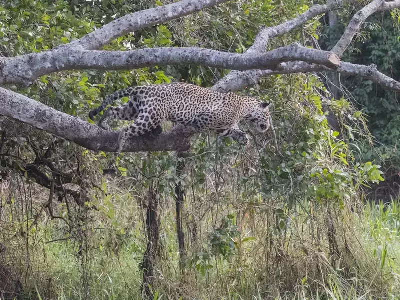 tk3s_swns_jaguar_jump_01