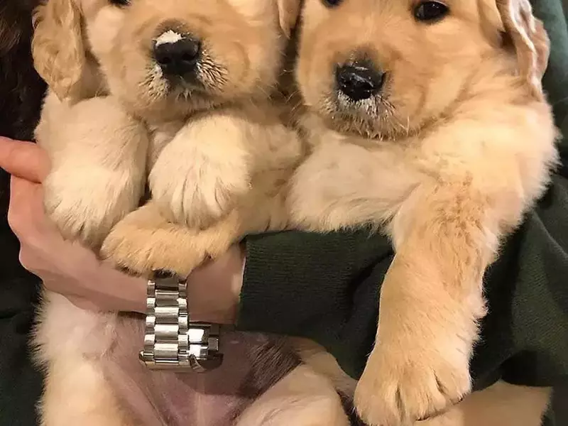 56205147_2646246892084711_4453746443022237696_n