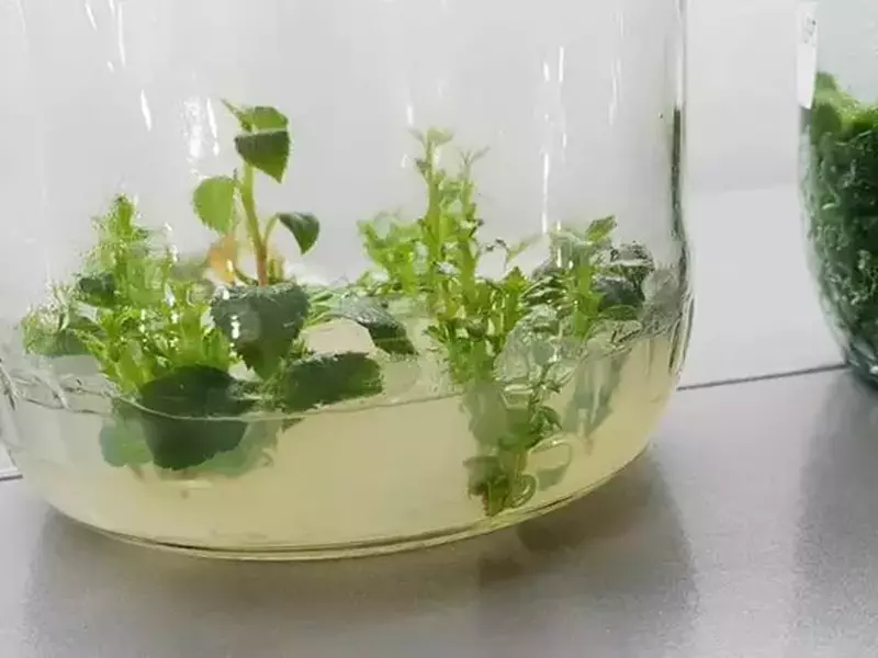 Plante din laboratorul lui Paul Basoc