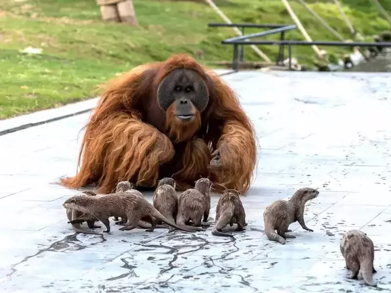 Masculul Uijan cu familia de vidre