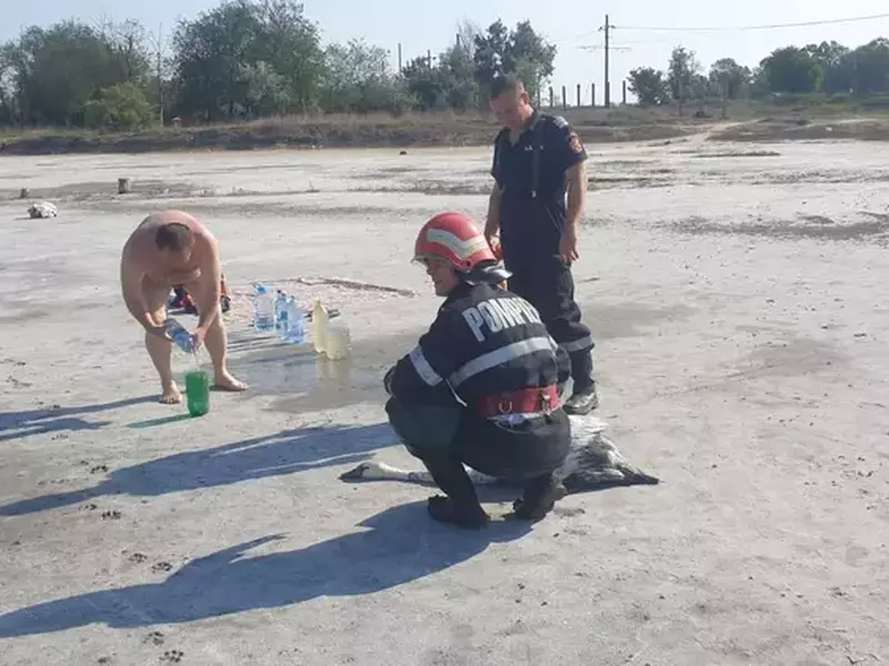 Lebădă blocată în nămolul din Lacul Sărat, salvată de pompieri FOTO: ISU Brăila