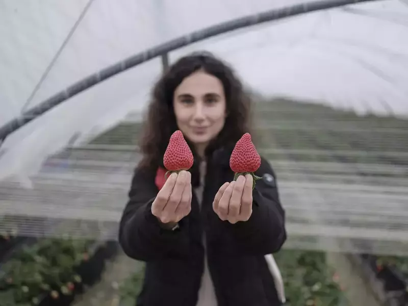 Elena Stancu, jurnalistă la Teleleu.eu și Libertatea, într-un câmp de căpșuni din Palos de la Frontera