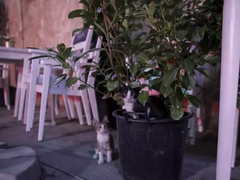 INQ_03_terase_ora_23_INQUAM_Octav_Ganea