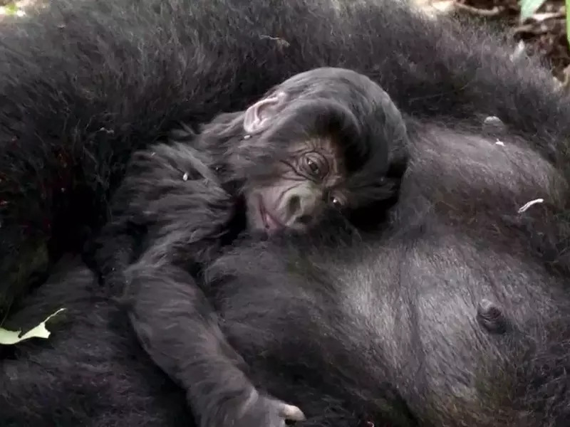 Gorila de munte din Congo, o specie aflată pe cale de dispariție FOTO: EPA