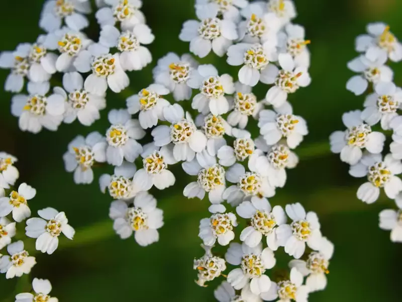Cum arată planta coada șoriceluluiCum arată planta coada șoricelului