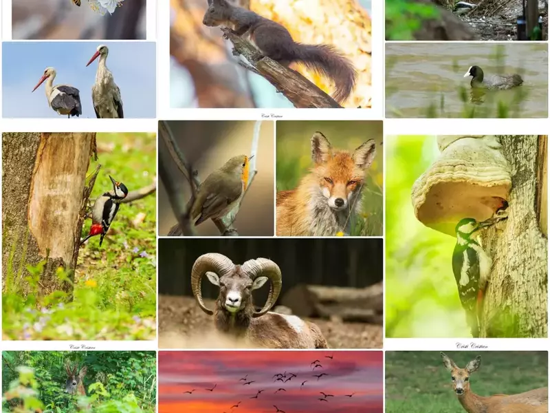 101902475_172680604208965_5663851056308682752_o